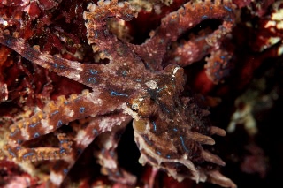 「ヒョウモンダコ(豹紋ダコ)」のサムネイル画像