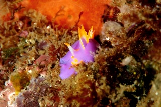 「ムラサキウミコチョウ」のサムネイル画像