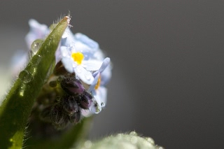 「ワスレナグサ(forget me not,わすれな草)」のサムネイル画像