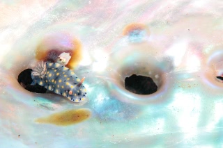 「ホシゾラウミウシ」のサムネイル画像