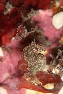 「ジャパニーズピグミーシーホース(japanese pygmy seahorse)」のサムネイル画像