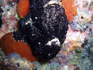 「オオモンイザリウオ(Giant frogfish,オオモンカエルアンコウ)」のサムネイル画像