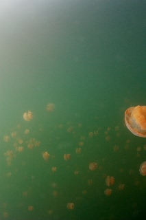 「タコクラゲ(@JELLYFISH LAKE)」のサムネイル画像