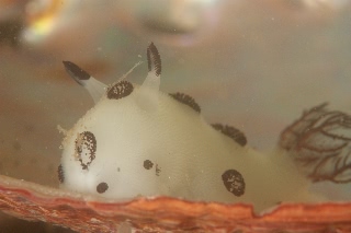 「ブチウミウシ」のサムネイル画像