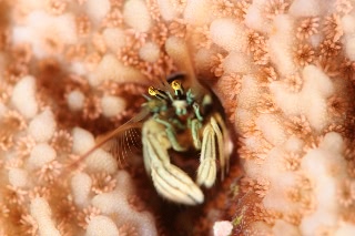 「カンザシヤドカリ(Coral Hermit Crab)」のサムネイル画像