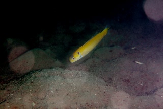 「yellow tilefish(イエロータイルフィッシュ)」のサムネイル画像