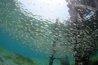「無題」のサムネイル画像