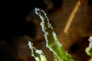 「アオサ」のサムネイル画像