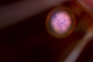 「モロトゲアカエビ」のサムネイル画像