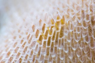 「ヒラハコケムシ」のサムネイル画像