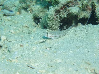 「ハゼの仲間」のサムネイル画像