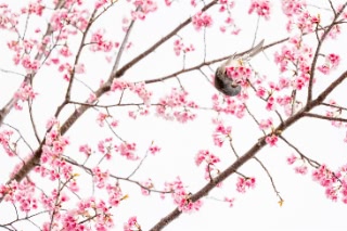 「アタミザクラ」のサムネイル画像