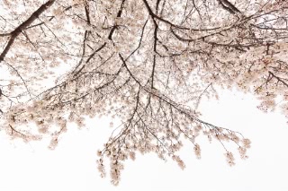 「ソメイヨシノ(染井吉野)」のサムネイル画像