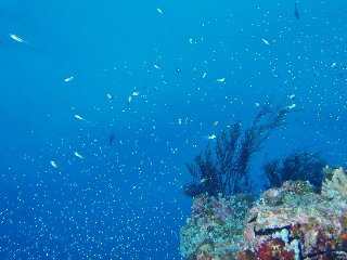 「春の嵐」のサムネイル画像