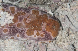 「ニセジャノメナマコ」のサムネイル画像