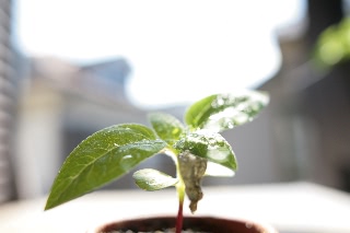 「ミニひまわり」のサムネイル画像