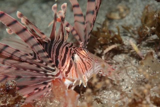 「ミノカサゴ」のサムネイル画像