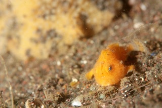 「イザリウオ(カエルアンコウ)」のサムネイル画像