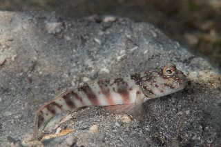 「オイランハゼ」のサムネイル画像