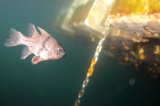 「ホソスジマンジュウイシモチ(polka-dot cardinalfish)」のサムネイル画像