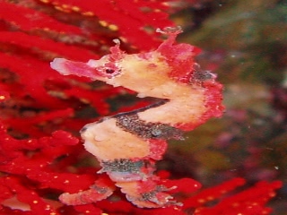 「タツノオトシゴ」のサムネイル画像