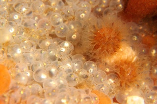 「オニカジカ」のサムネイル画像