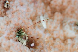「カンザシヤドカリ(Coral Hermit Crab)」のサムネイル画像