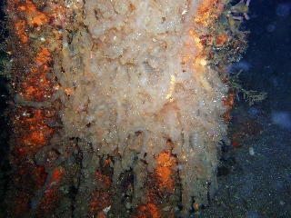 「産卵後の卵」のサムネイル画像