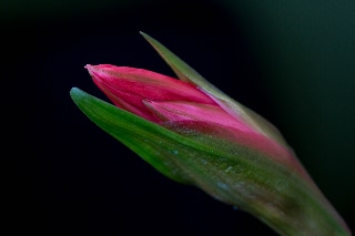 「ダイヤモンドリリー(ネリネ)」のサムネイル画像