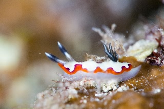 「無題」のサムネイル画像