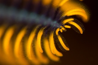 「ウミシダの仲間(sea feather)」のサムネイル画像