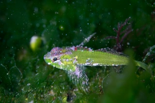 「フサカジカ」のサムネイル画像