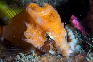 「クチバシカジカ(Grunt Sculpin)」のサムネイル画像