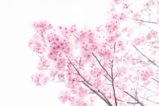 「ヨコハマヒザクラ(横浜緋桜)」のサムネイル画像