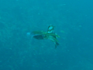 「イカが魚を捕らえて去っていった」のサムネイル画像