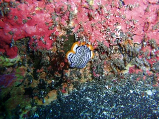 「ニセツノヒラムシの一種」のサムネイル画像