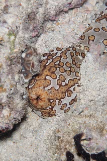 「ジャノメナマコ」のサムネイル画像