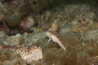 「無題」のサムネイル画像