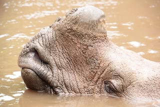 「カバ」のサムネイル画像