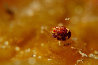 「マキエホテイヨコエビ」のサムネイル画像