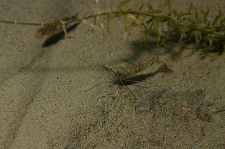 「エビの仲間」のサムネイル画像