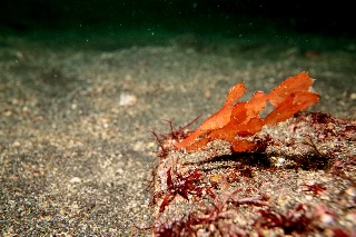 「カミソリウオ」のサムネイル画像