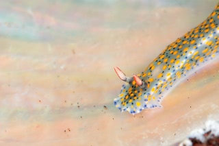 「ウミウシの仲間」のサムネイル画像