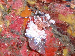 「フリソデエビ(Harlequin shrimp)」のサムネイル画像