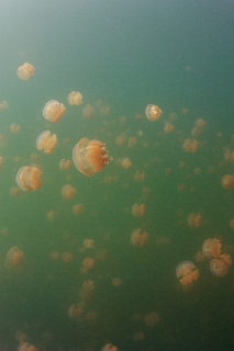 「タコクラゲ(@JELLYFISH LAKE)」のサムネイル画像