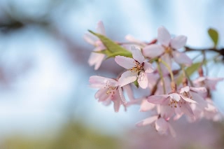 「サクラの仲間」のサムネイル画像