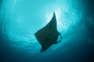 「ナンヨウマンタ」のサムネイル画像