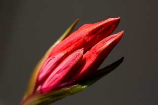 「ダイヤモンドリリー(ネリネ)」のサムネイル画像