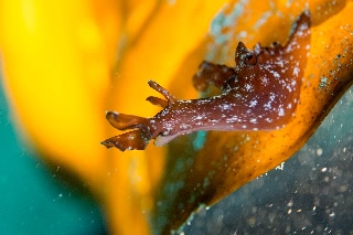 「クロヘリアメフラシ」のサムネイル画像