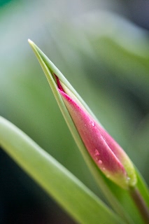 「チューリップ」のサムネイル画像